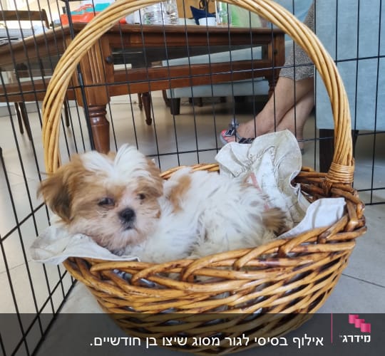 כלב קטן בסל בתוך גדר אימון לכלבים